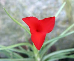 Image result for Albertisia exelliana