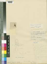 Image result for Platycoryne crocea