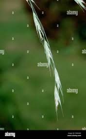 Image result for Bromus leptoclados