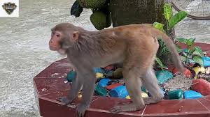 How To Play With Monkey Fun With Monkey Funny Video 2020 In 2020 Monkey Funny Videos Monkeys Funny Funny Gif