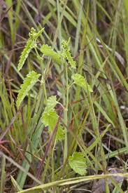 Image result for Tragia brevipes