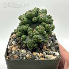 Image result for Senecio forbesii