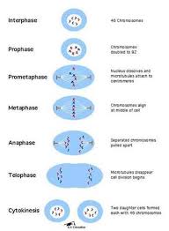 Image Result For Mitosis Steps Mitosis Biology Lessons Teaching Biology