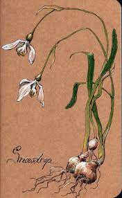 Snowdrop Hand Decorated Blank Moleskine Journal Ot Thetrollmaiden Flower Art Botanical Art Botanical Drawings