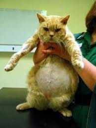 Симптомы асцита у кошек