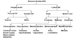 Blank Nervous System Chart Bedowntowndaytona Com