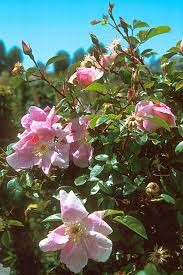 Image result for Rosa laevigata