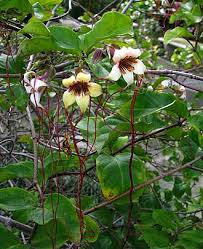 Image result for Strophanthus gardeniiflorus