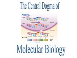 central dogma and protein synthesis