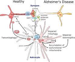 Pdf Mitochondrial Function In Alzheimer S Disease Focus On Astrocytes Semantic Scholar