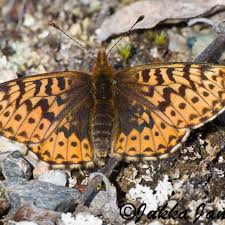 Image result for Pouteria adolfi-friederici