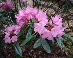 Image result for Rhipidoglossum delepierreanum