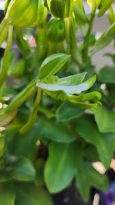 Image result for Bonatea