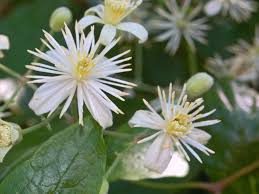 Image result for Clematis uhehensis