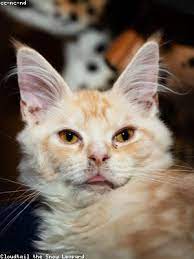 Check spelling or type a new query. 104 In Roman Numerals On Hischiputo Porchettadianaaricina It