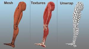 When your muscles contract, they pull the bone they're. Male Leg Muscles And Bones 3d Model 99 Max Obj Ma Fbx C4d Blend 3ds Free3d