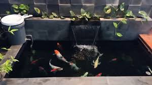 Pasalnya, kolam seperti ini memang dipercaya mampu memberikan ketenangan bagi para penghuni di dalamnya. Kolam Koi Sederhana Teras Belakang Rumah Youtube