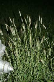 Image result for Dichanthium