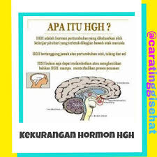 Kelenjar pituitari atau kelenjar hipofisis terletak pada dasar otak besar. Cara Tinggi Sehat Kekurangan Hormon Pertumbuhan Hgh Hgh Human Growth Hormone Adalah Hormon Pertumbuhan Manusia Yang Bertanggung Jawab Dalam Menangani Pertumbuhan Tiap Orang Sejak Kecil Hingga Tumbuh Dewasa Perbedaan Tanggung Jawab