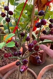 Como Crear Huertos De La Manera Mas Simple Como Crear De Huertos La Manera Mas Simple Jardineria Photo Blog Plants Plant Cuttings Fruit Garden