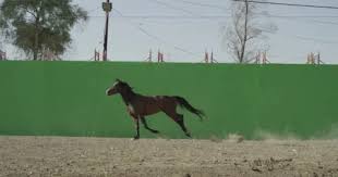 We did not find results for: Horse Galloping Stock Video Footage Royalty Free Horse Galloping Videos Pond5