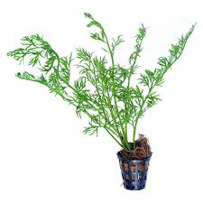 Image result for Ceratopteris thalictroides