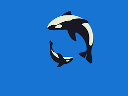 Animated Free Premium Designs Templates Video Whale Illustration Orca Art Animation