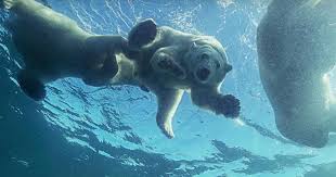 The typical dive lasts approximately 30 seconds, although at least one polar bear had previously been recorded staying under water for one minute and 12 seconds. Patient Mother Polar Bear Teaches Her Cubs To Swim The Dodo