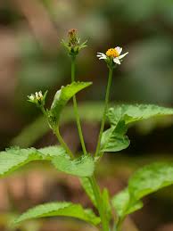 Image result for Bidens oligoflora