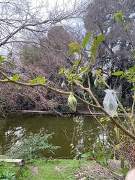 Image result for Solanum betaceum