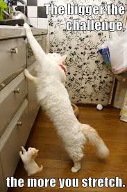 English The Bigger The Challenge The More You Stretch Cuddly Animals Funny Animals Cute Animals