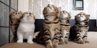 toptumbles kitten quintet koshki i kotyata milye kotiki smeshnoe video o koshkah