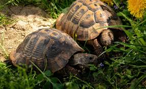 Elever Une Tortue D Hermann Conseils Et Bonnes Pratiques