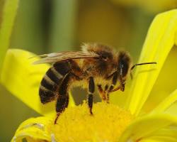 Honeybee, the state insect of West Virginia