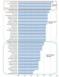 Image result for Leptonychia tokana