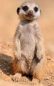 Wu Wei Le Non Agir Observez Ce Pratiquant Assidu Sans Commentaire Assidu Ce Commentaire Le Cute Animals Baby Meerkat Baby Animals Funny