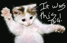 Cute Cat Profile Pictures For Facebook 2 K8jz3qjf Silly Cats Cat Profile Cats
