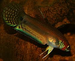 Let S Preserve Wild Betta U Muara Wahau Pair Betta Betta Fish Fish