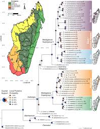 Image result for Dalbergia bracteolata