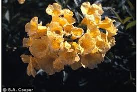 Image result for Markhamia lutea