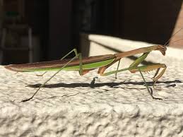 Praying mantis are finally ready to unleash their tenth studio album, legacy! A British Prof In Japan Praying Or Cutting A Snapshot Of The Marvellous Mantis