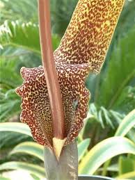 Image result for Sauromatum venosum