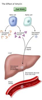 Insular apparatus of the pancreas (insulinoma) § insufficient production of hormones promoting catabolism. Use Of Glucagon And Ketogenic Hypoglycemia The Number One Food That Fixes Hypoglycemia Dr Berg Intranasal Glucagon For Severe Hypoglycemia