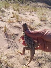 It is adapted to arid climates and is most commonly found in sand dunes within the mojave desert. Mojave Fringe Toed Lizard From Kelso Dunes California On October 21 2017 By Dulce Lizard Kelso Dunes Animals Of The World
