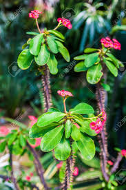 Pink succulent cacti and succulents planting succulents pink moonstone mini terrarium types of plants rosettes houseplants pastels. Thorny Succulent With Pink Blooming Mini Flowers Stock Photo Picture And Royalty Free Image Image 19435199