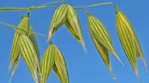Image result for Avena sativa