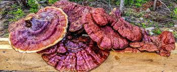 Image result for Ganoderma tsugae