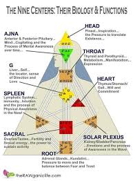rawganicvegan s the nine centers their biology and functions human design system human design human