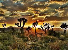 Joshua Tree Sunset By Lisa D Walker Joshua Tree National Park Joshua Tree Camping California National Parks
