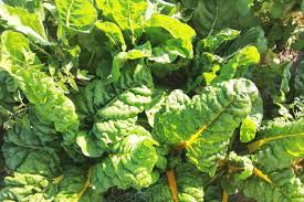 Wenn wir alles richtig gemacht haben, können wir bald viele kräuter, #erdbeeren und #mangold ernten. Mangold Das Gesunde Blattgemuse Im Winter Haus Und Beet